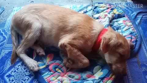 Kawawa naman Aso ko😞 funny dog 2021