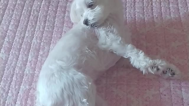 The dog that's itchy here and there.