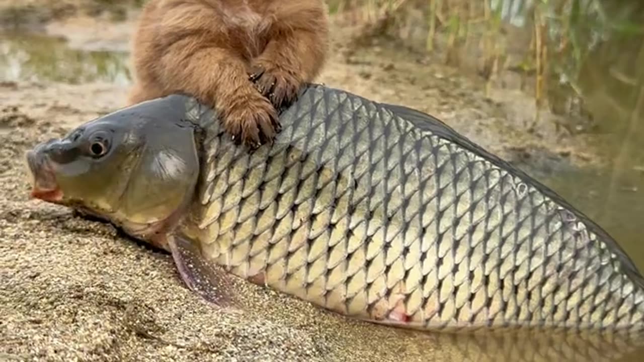 Doggy Eating Water fish 🐟😋