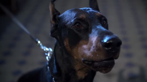 See the ferocious Doberman