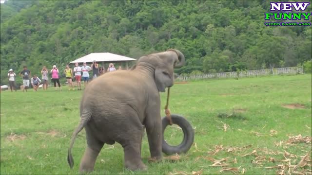 elephants are beautiful . cheeky and cute . They re awkward and absolutely love playing in water