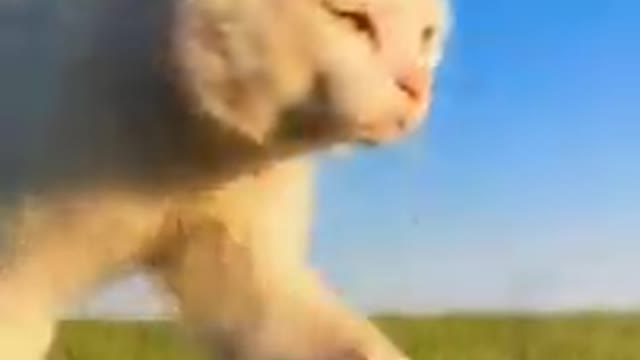 Lovely Cat_ black cat_ cats_ funny cats_ funny cat videos 1278