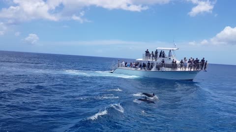 A family of dolphins passing by in front of a boat.