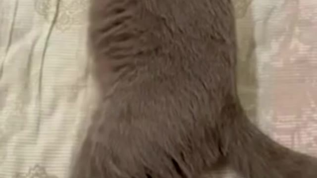 Funniest pets moments Cat And Dogs 😂 Funny Animal Videos