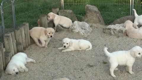 Cute dogs in park and playing