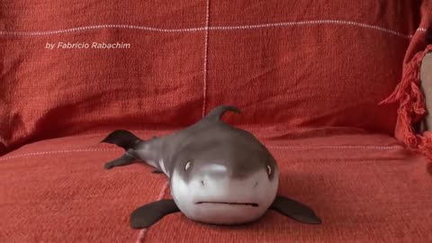 Cutest Baby Shark Happy Shark Funny Shark Cute Baby Animals🦈