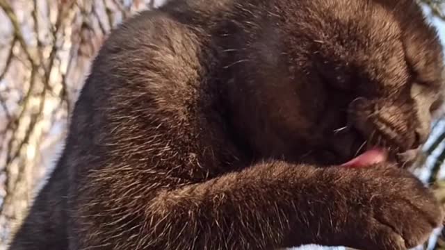 Le sens du goût est développé chez le chat