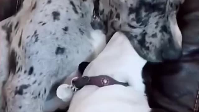 They’re so cute