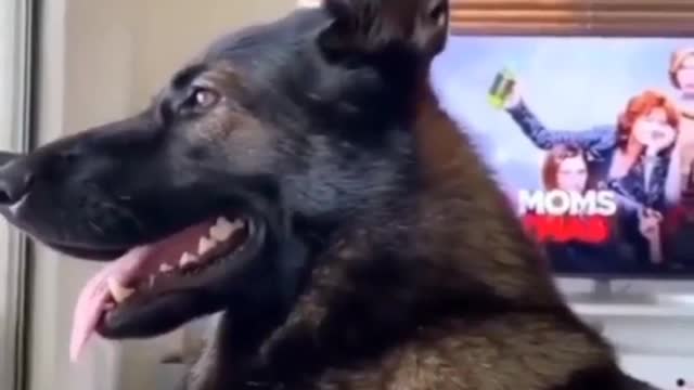 COP DOG