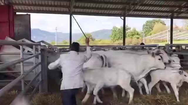 Cow doesn't joke with man