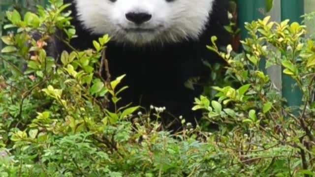 #lovely #cute#adorable panda