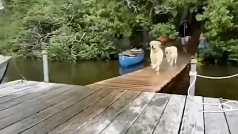 Two dogs running funny video