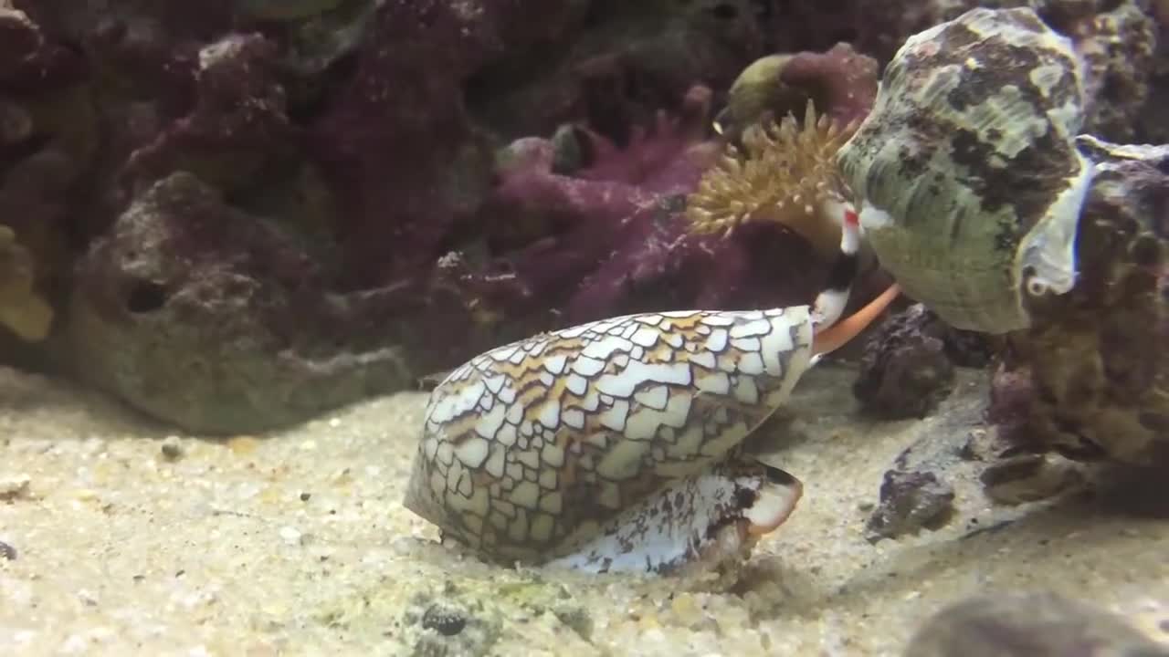 Cone snail hunting