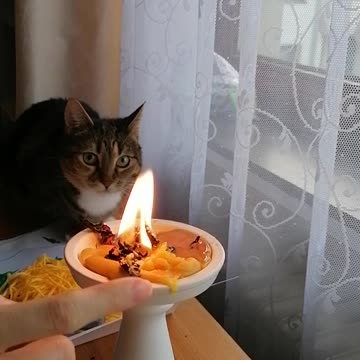 Cat and candle
