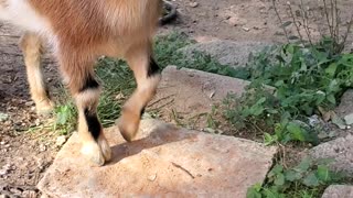 Maze meets Dixie Oct 2 2020