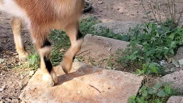 Maze meets Dixie Oct 2 2020