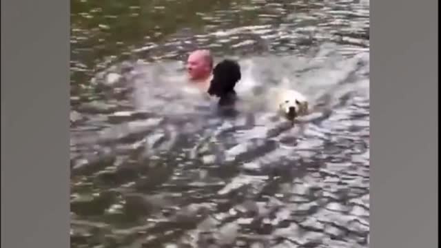 FUNNIEST DOG COMPILATION 2021