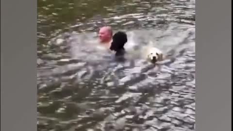 FUNNIEST DOG COMPILATION 2021