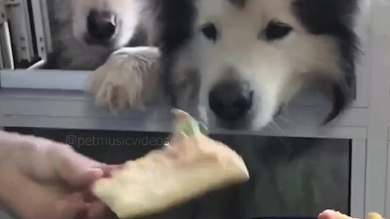 Adorable Siberian Husky Funny Acting