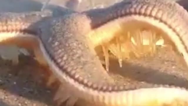 Did you know that not all octopuses can do this