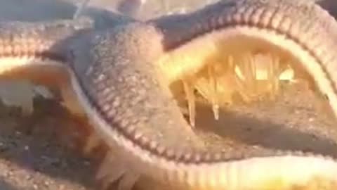 Did you know that not all octopuses can do this