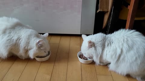 Cats who eat snacks together