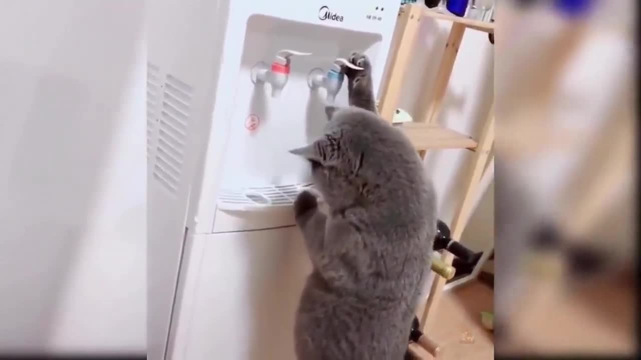 Cat and Water Dispenser