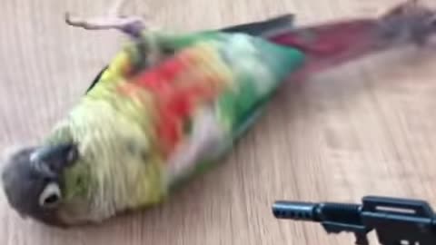 Amazing parrot with gun