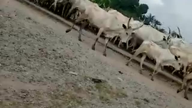 Exodus of Cows in Eastern Nigeria