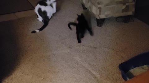 Lokie and Hank