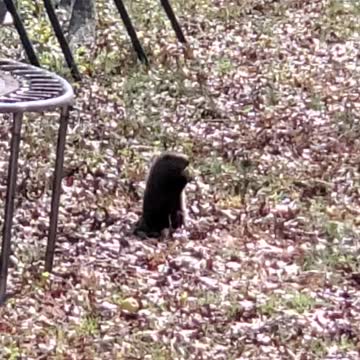 Muskrat eating a apple