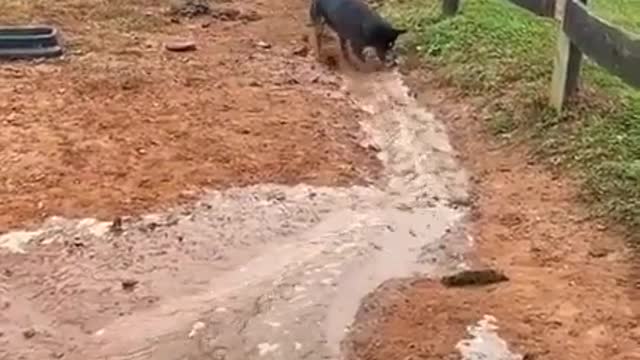 a funny dog dug a hole for a stream