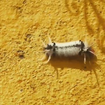 Cantos variado de pássaros!