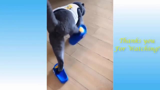 Funny cat test new shoe