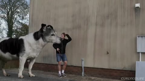 Amazing big dog
