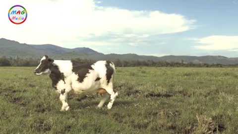 Funny Cow Dance And Chicken Song 2 - Funny Cow and Chicken Videos Together
