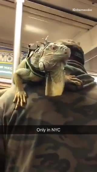 Two guys subway iguanas on shoulder camo jacket sweater