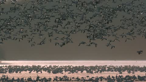 Dazzling view Slow Motion Snow Goose Migration