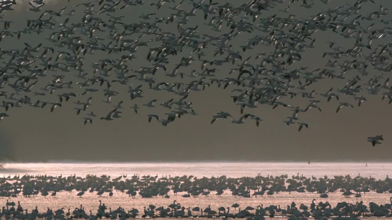 Dazzling view Slow Motion Snow Goose Migration