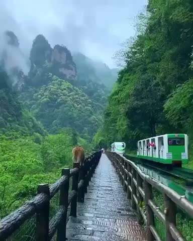 China a place where monkeys roam free and he sound of nature surrounds you