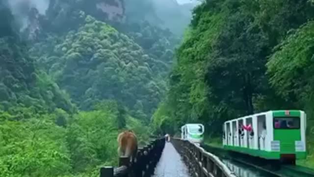 China a place where monkeys roam free and he sound of nature surrounds you