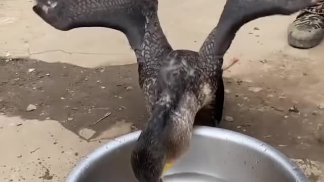 Great Cormorant Bird eating whole fish instantly