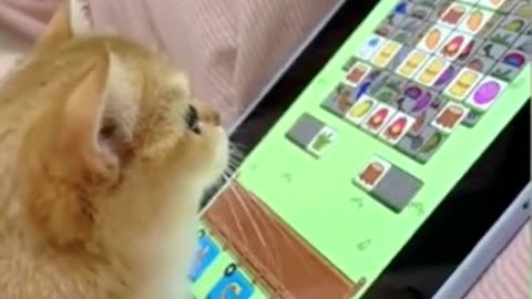 Cute animals