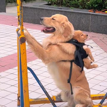 Just enjoying dog and puppy 🐶😊