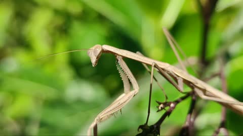 AMAZING NATURE VIDEO || PRAYING MANTIS