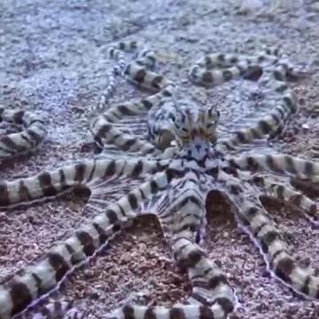 Mimic octopus close up