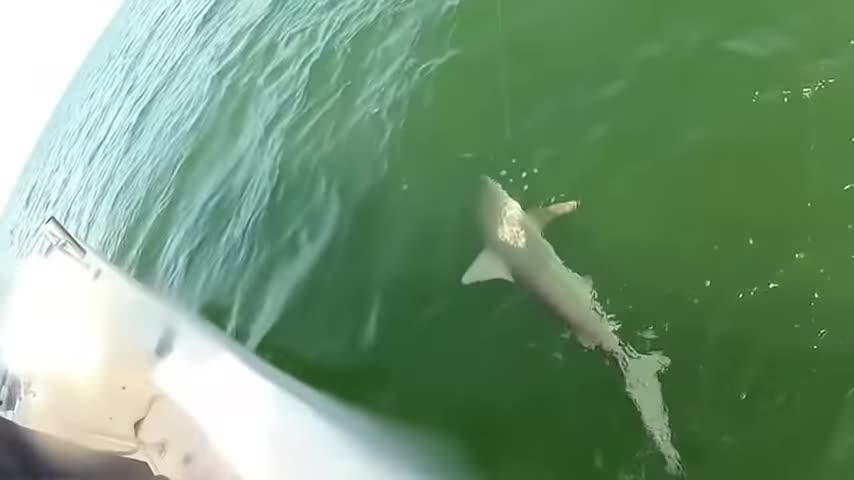 Grouper eats 4ft shark in one bite.webm