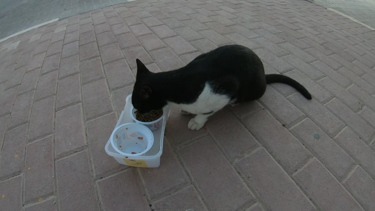 Homeless cat in Ras Al Khaimah, UAE: RIHANNA & MICHAEL JACKSON #cat #cats #Rihanna #MichaelJackson