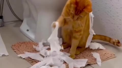 Funny Cat Videos