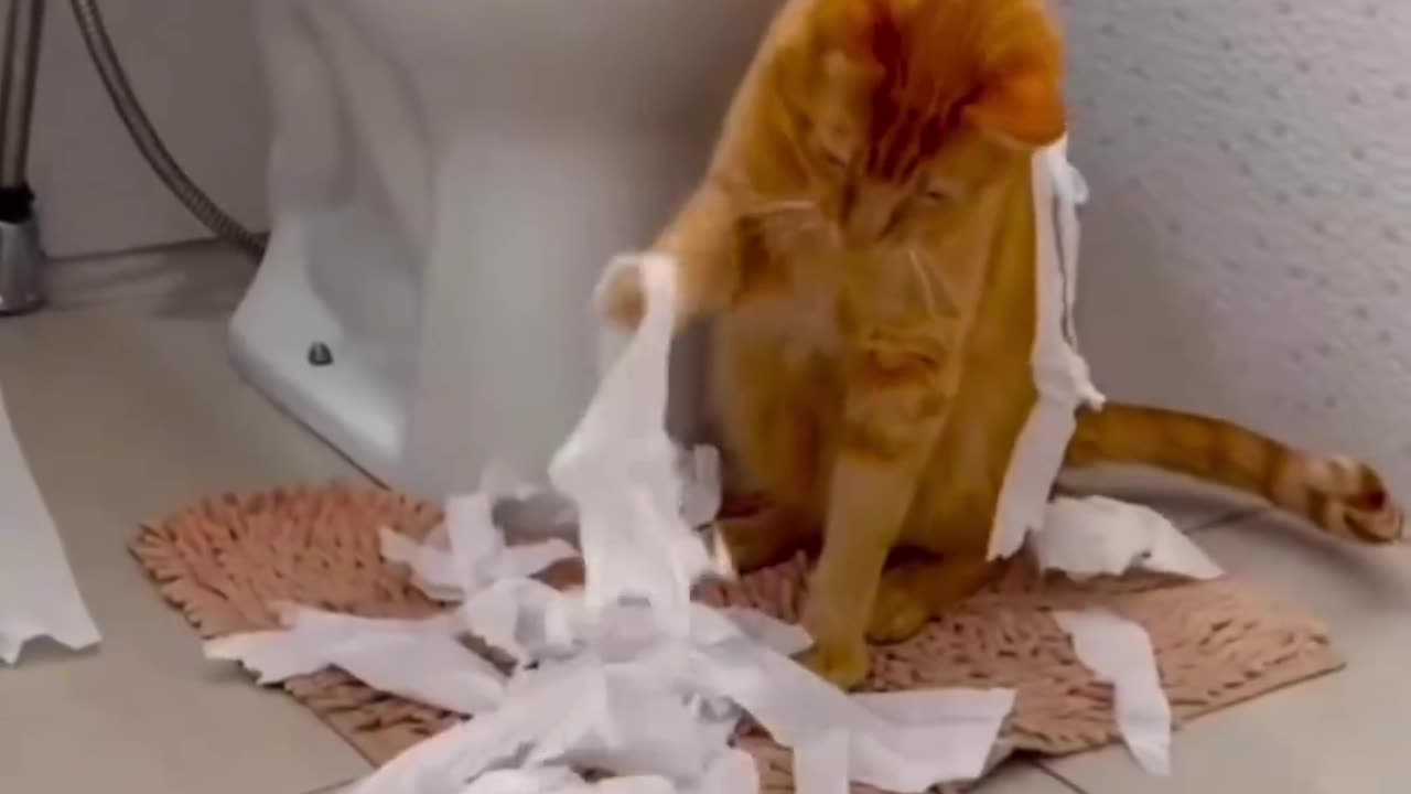 Funny Cat Videos